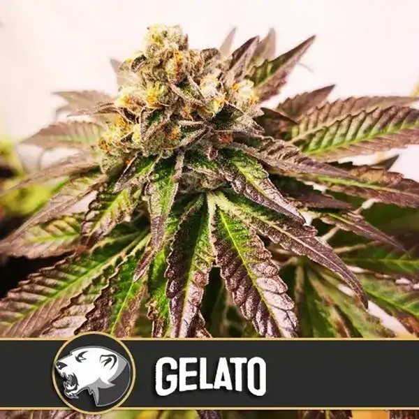 Gelato