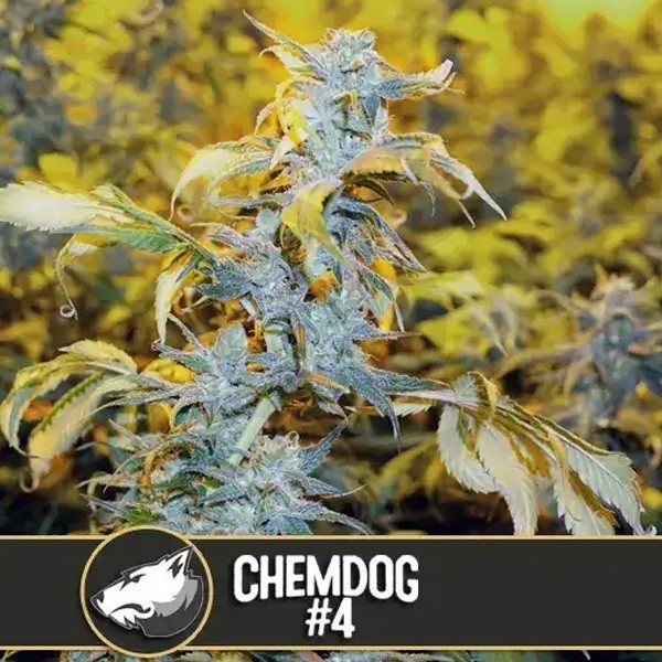 Chemdog N4