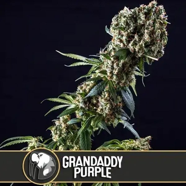  Granddaddy Purple 