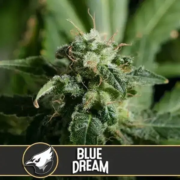 Blue Dream Blimburn Seeds