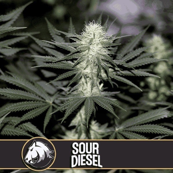 Sour Diesel Blimburn Seeds