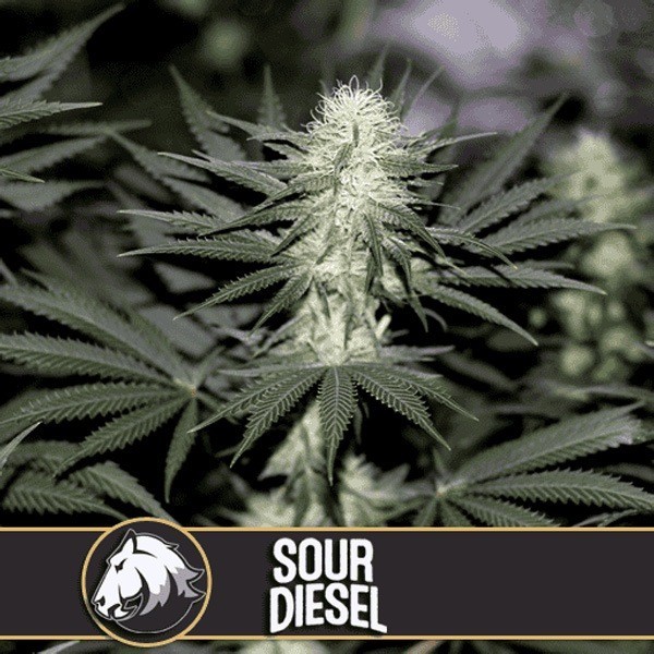 Sour Diesel Blimburn Seeds