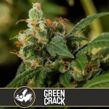 Green Crack Blimburn Seeds