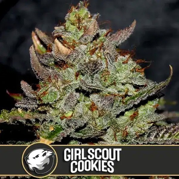 Girl Scout Cookies