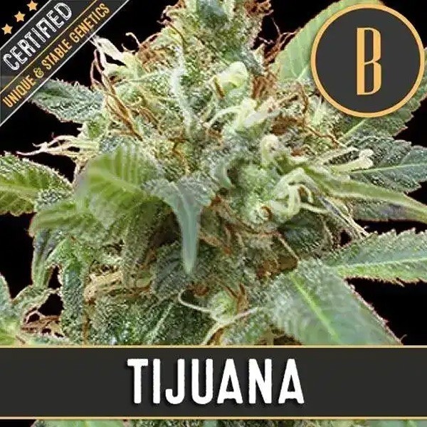  Tijuana 