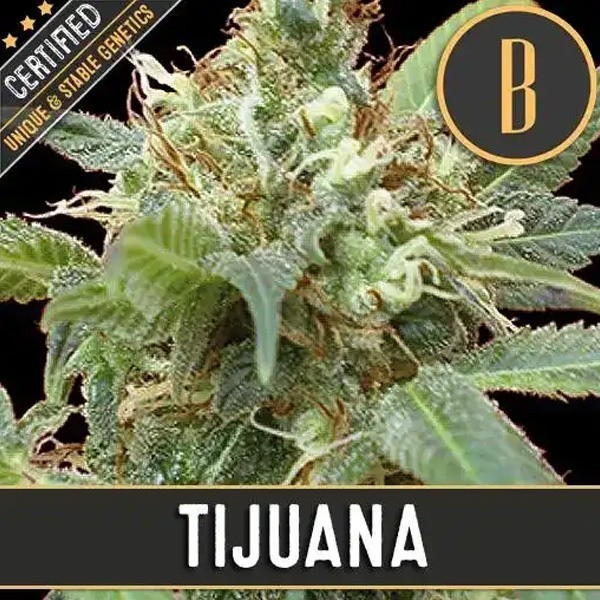 Tijuana