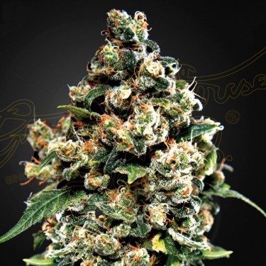 Jack Herer