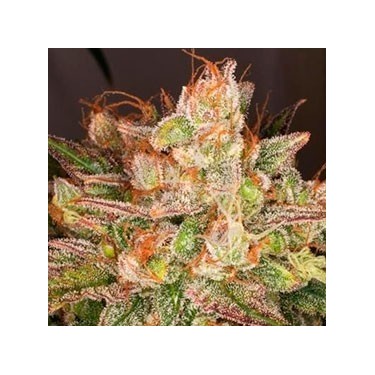 Auto Night Queen