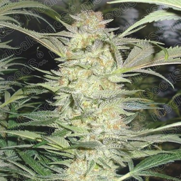 White Widow Medical Seeds