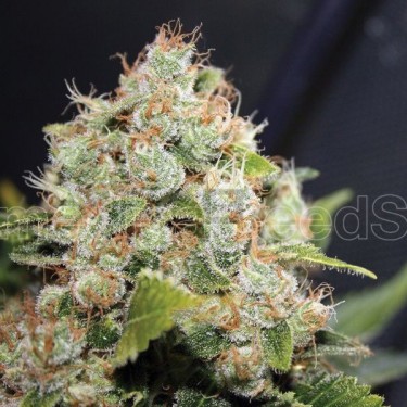 BCN Sour Diesel