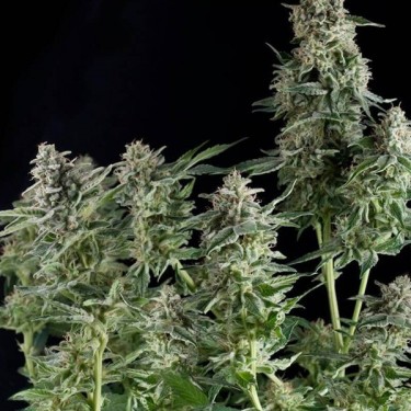 Northern Lights Pyramid Seeds