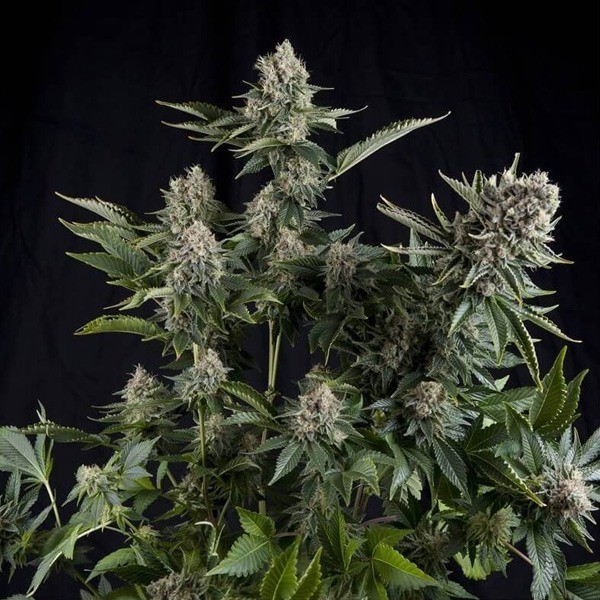 White Widow Pyramid Seeds