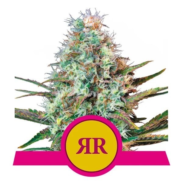 Cómo conservar las semillas - Royal Queen Seeds