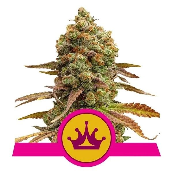 Special Queen 1 Royal Queen Seeds Feminizadas