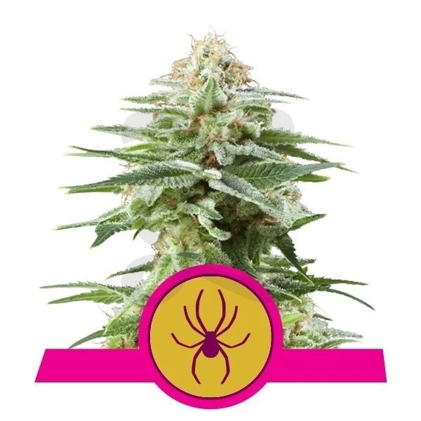 White Widow Royal Queen Seeds