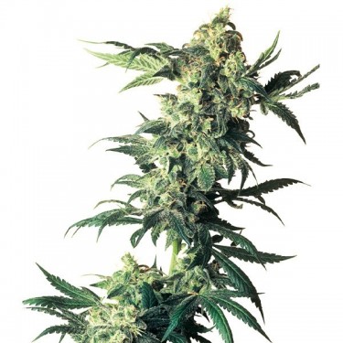 Northern Light Sensi Seeds