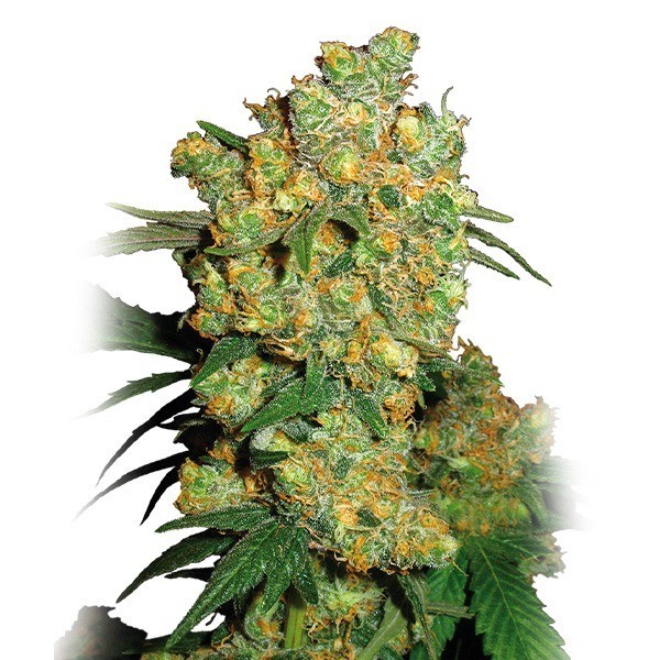 Big Bud Sensi Seeds