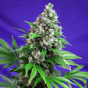 Killer Kush F1 Fast Version