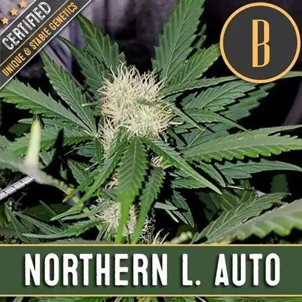 Northern Auto