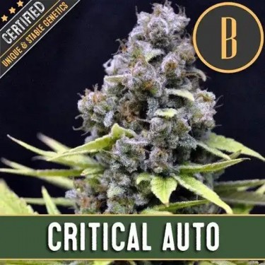 Critical Auto