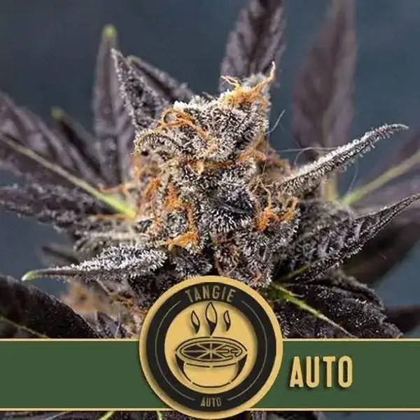 Tangie Auto