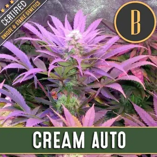 Cream Auto