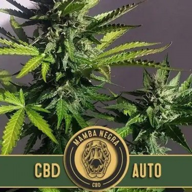 Mamba Negra CBD Auto