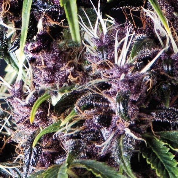 Auto Purple