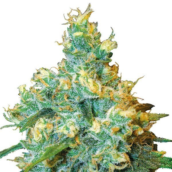 Jack Herer Sensi Seeds