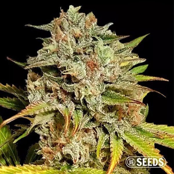 Auto Critical GB XXL 100% Feminizada GB Seeds - GB The Green Brand