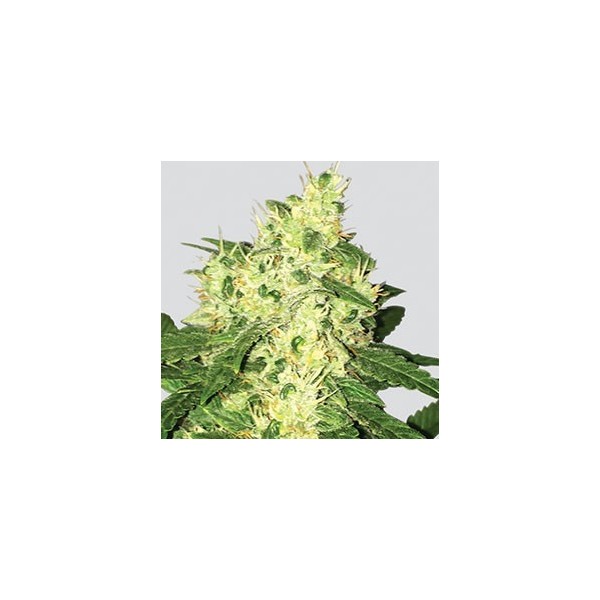 Auto Swiss Cheese