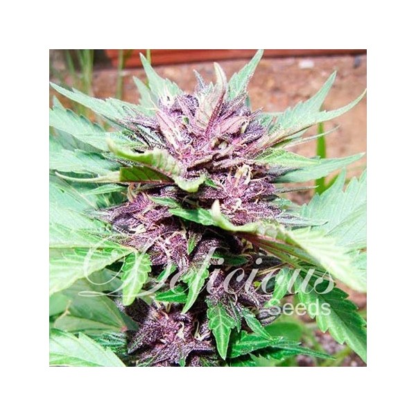 Auto Dark Purple