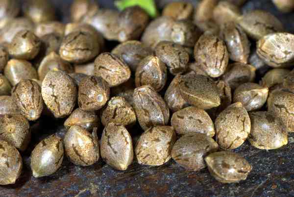 Cuál es la mejor forma de germinar semillas de marihuana? — Delaferia Chile