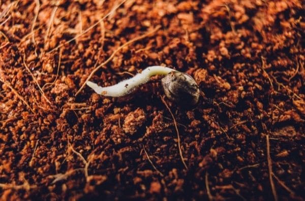 Cómo plantar semillas Autoflorecientes