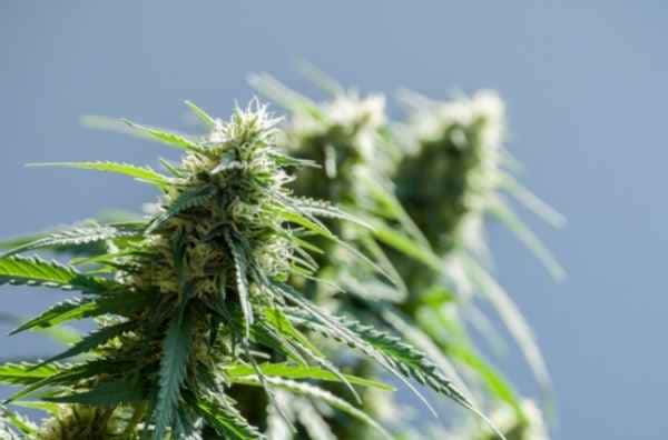 Cómo cultivar marihuana