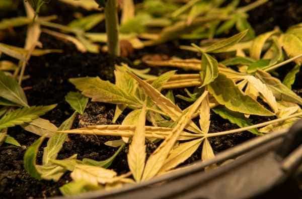 Quemaduras en las hojas de marihuana