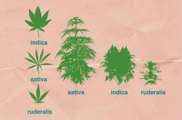 Marihuana Tipos