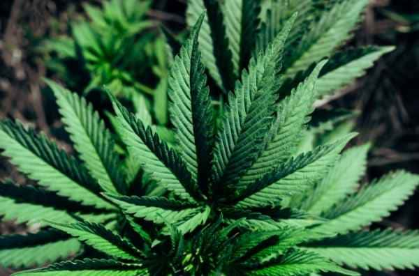 Quitar las hojas grandes en plantas de marihuana