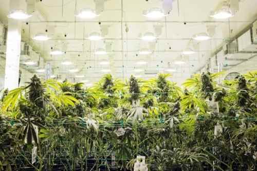 Cómo cultivar marihuana con luces de bajo consumo