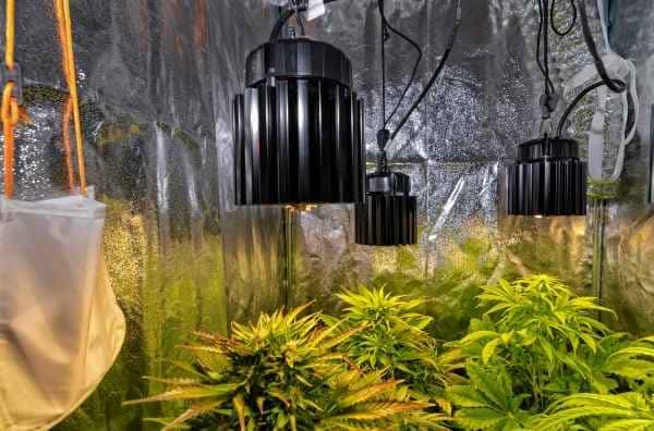 La altura del foco en el cultivo de marihuana indoor