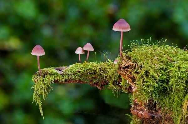 Tipos de hongos en la marihuana