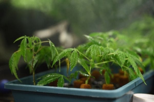 ¿Qué necesita para montar un cultivo indoor?