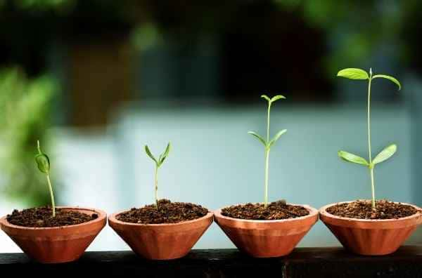 Tablas de abono para el cultivo de marihuana