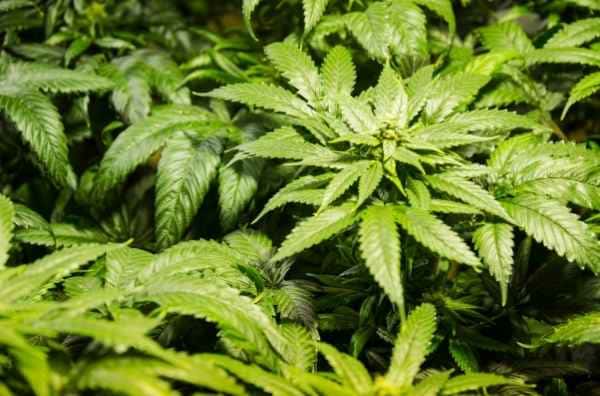 ¿Cuál es el mejor potenciador de floración para marihuana?