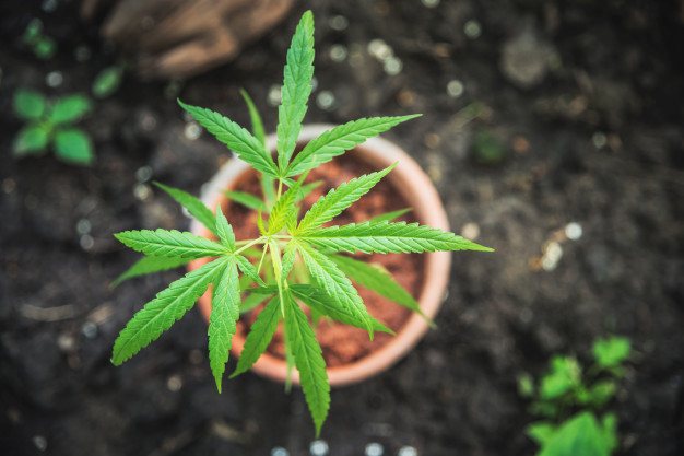 Cómo rellenar una maceta con tierra