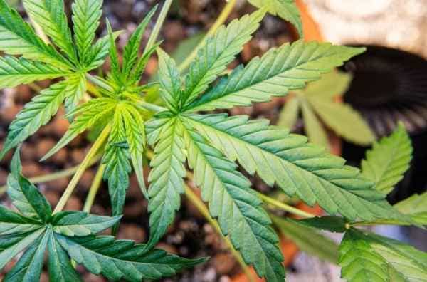 ¿Cómo hacer un cultivo de guerrilla de marihuana?