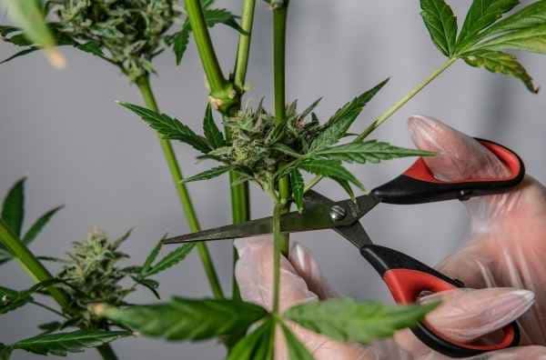 ¿Qué tipos de poda elegir en el cultivo de marihuana?