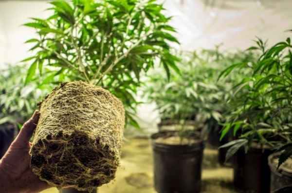 ¿Qué maceta usar en el trasplante de plantas de marihuana?