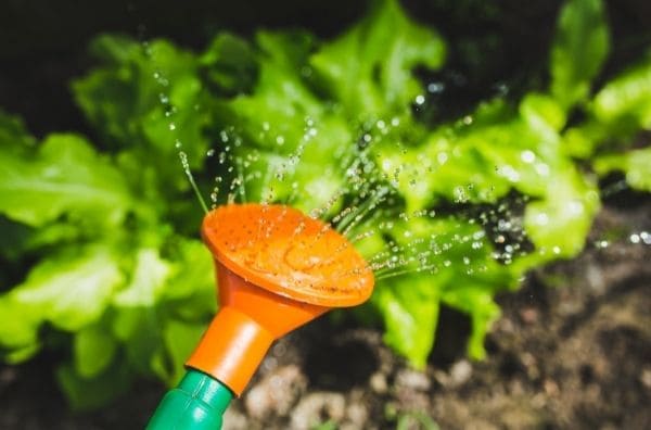 La importancia del agua para mantener las plantas hidratadas