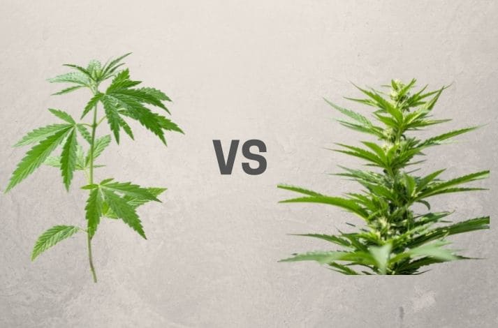 Cáñamo vs marihuana, principales diferencias